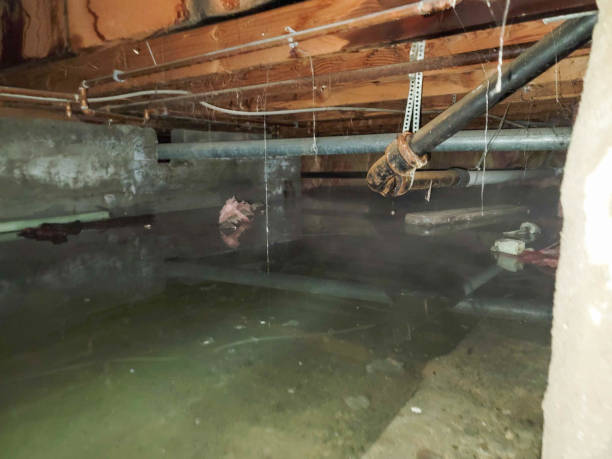Best Basement water damage restoration  in Tuscarawas, OH
